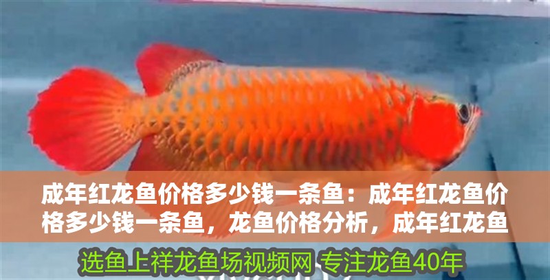 成年紅龍魚價格多少錢一條魚：成年紅龍魚價格多少錢一條魚，龍魚價格分析，成年紅龍魚市場行情及購買指南