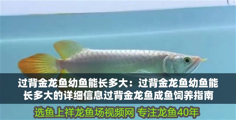 過背金龍魚幼魚能長多大：過背金龍魚幼魚能長多大的詳細(xì)信息過背金龍魚成魚飼養(yǎng)指南