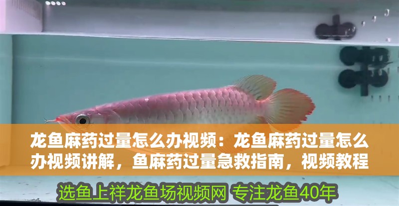 龍魚麻藥過量怎么辦視頻：龍魚麻藥過量怎么辦視頻講解，魚麻藥過量急救指南，視頻教程