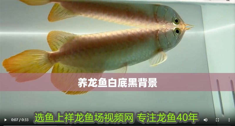 養(yǎng)龍魚白底黑背景