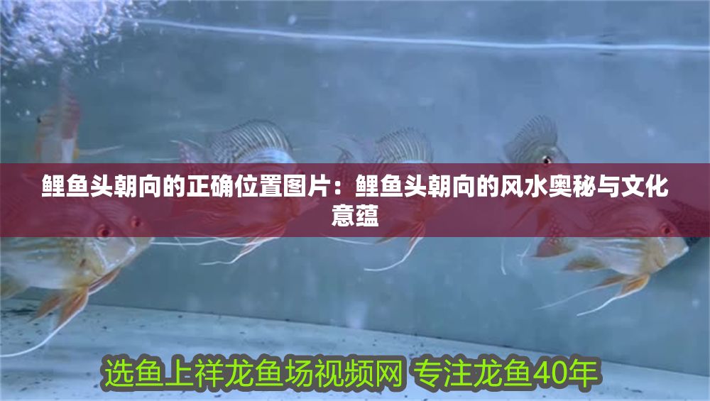鯉魚頭朝向的正確位置圖片：鯉魚頭朝向的風(fēng)水奧秘與文化意蘊(yùn)