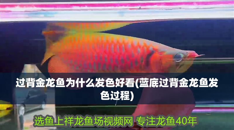 過背金龍魚為什么發色好看(藍底過背金龍魚發色過程)