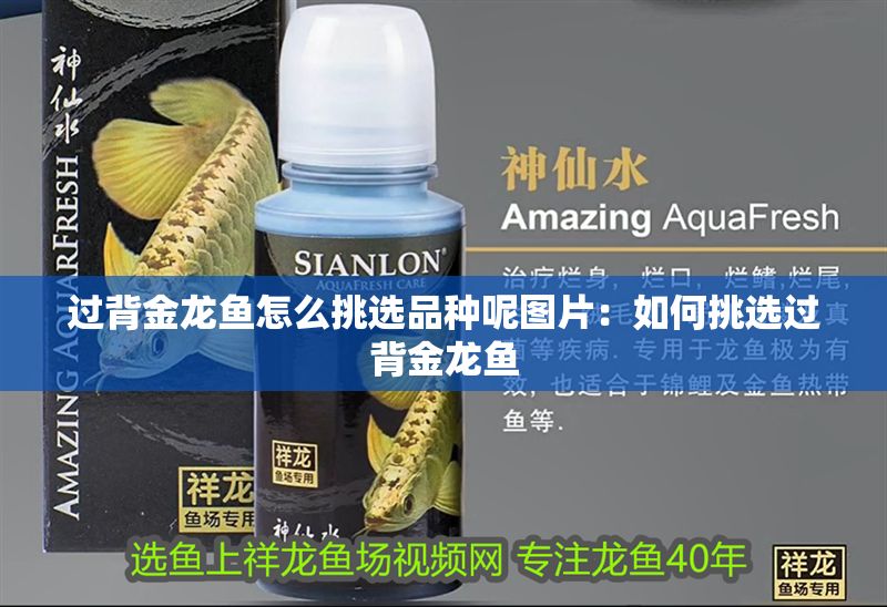 過背金龍魚怎么挑選品種呢圖片：如何挑選過背金龍魚