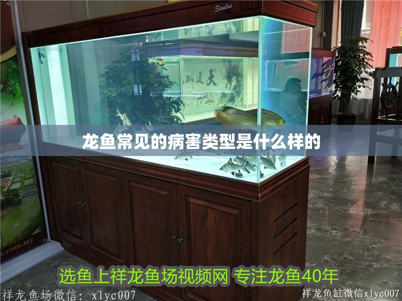 龍魚常見的病害類型是什么樣的