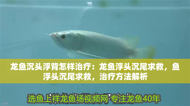 龍魚沉頭浮背怎樣治療：龍魚浮頭沉尾求救，魚浮頭沉尾求救，治療方法解析