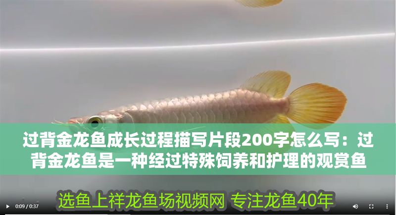 過背金龍魚成長(zhǎng)過程描寫片段200字怎么寫：過背金龍魚是一種經(jīng)過特殊飼養(yǎng)和護(hù)理的觀賞魚其成長(zhǎng)過程充滿奇跡 過背金龍魚成長(zhǎng)過程描寫片段200字怎么寫：過背金龍魚是一種經(jīng)過特殊飼養(yǎng)和護(hù)理的觀賞魚其成長(zhǎng)過程充滿奇跡 金龍魚百科 第1張