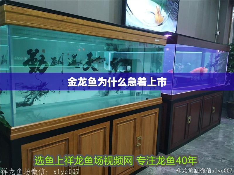 金龍魚為什么急著上市