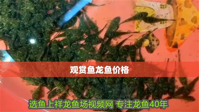 觀賞魚龍魚價格