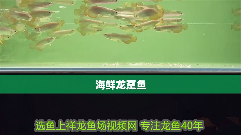 海鮮龍躉魚