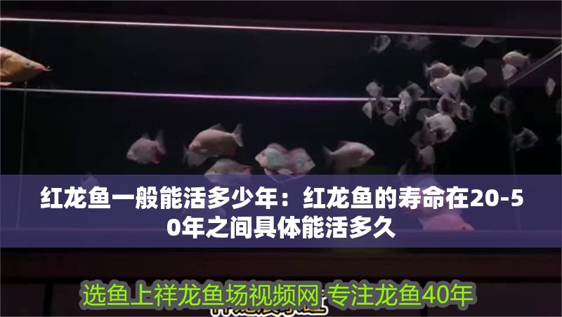 保定觀賞魚空運價格表查詢（保定魚類批發市場）