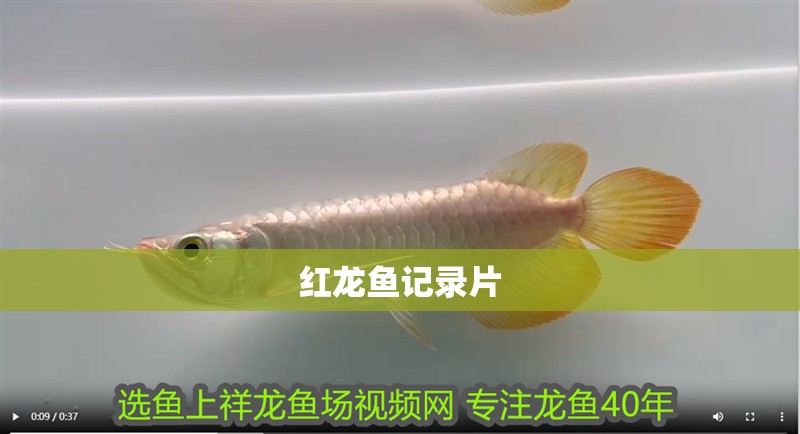 紅龍魚記錄片