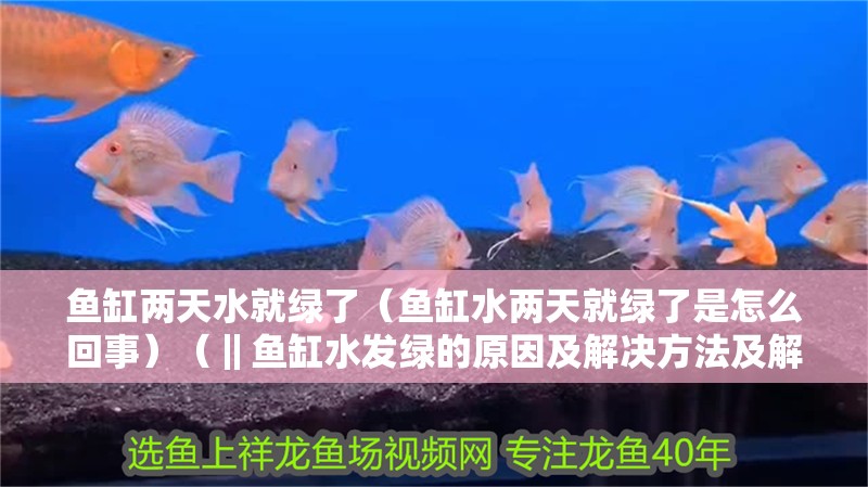 魚缸兩天水就綠了（魚缸水兩天就綠了是怎么回事）（‖魚缸水發(fā)綠的原因及解決方法及解決方法及解決方法）