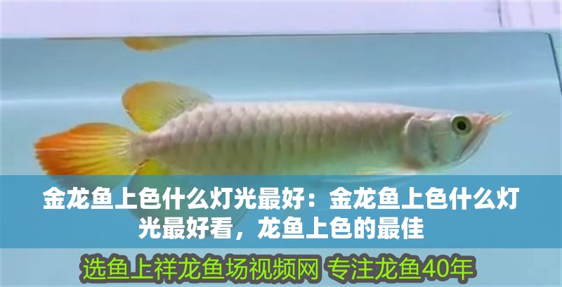金龍魚上色什么燈光最好：金龍魚上色什么燈光最好看，龍魚上色的最佳