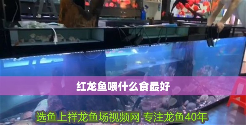 紅龍魚喂什么食最好