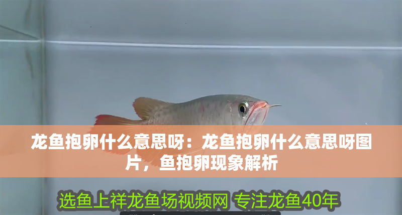 龍魚抱卵什么意思呀：龍魚抱卵什么意思呀圖片，魚抱卵現(xiàn)象解析