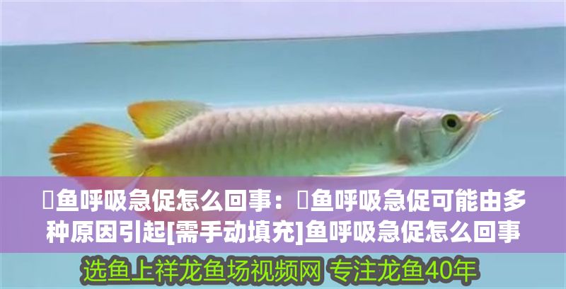 魟魚呼吸急促怎么回事：魟魚呼吸急促可能由多種原因引起[需手動填充]魚呼吸急促怎么回事