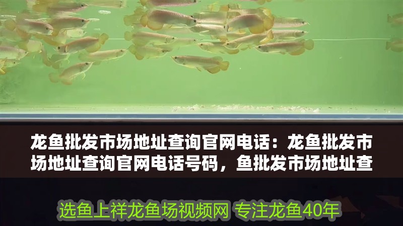 龍魚批發(fā)市場(chǎng)地址查詢官網(wǎng)電話：龍魚批發(fā)市場(chǎng)地址查詢官網(wǎng)電話號(hào)碼，魚批發(fā)市場(chǎng)地址查詢與