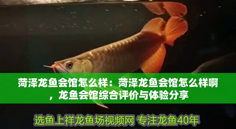 菏澤龍魚會館怎么樣：菏澤龍魚會館怎么樣啊，龍魚會館綜合評價與體驗分享
