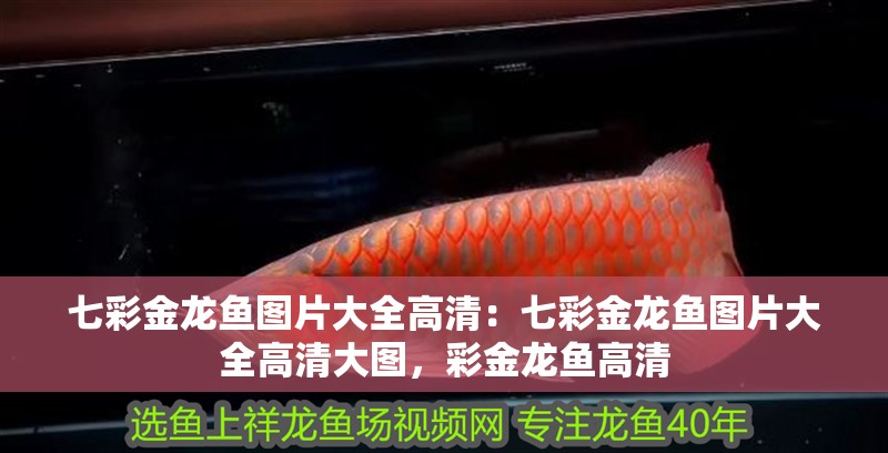 七彩金龍魚圖片大全高清：七彩金龍魚圖片大全高清大圖，彩金龍魚高清