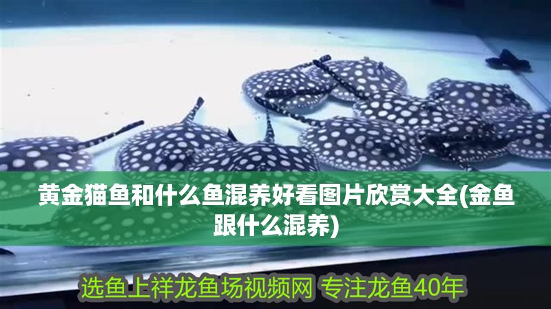 黃金貓魚和什么魚混養好看圖片欣賞大全(金魚跟什么混養) 黃金貓魚百科 第1張 黃金貓魚和什么魚混養好看圖片欣賞大全(金魚跟什么混養) 黃金貓魚和什么魚混養好看圖片欣賞大全(金魚跟什么混養) 黃金貓魚百科 第1張