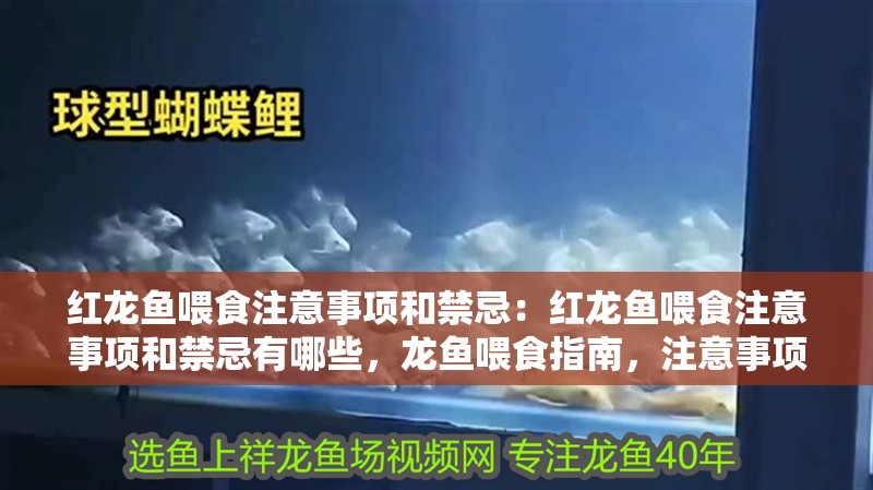 紅龍魚喂食注意事項和禁忌：紅龍魚喂食注意事項和禁忌有哪些，龍魚喂食指南，注意事項與禁忌全