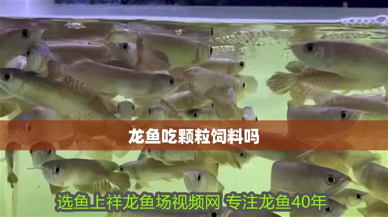 龍魚吃顆粒飼料嗎