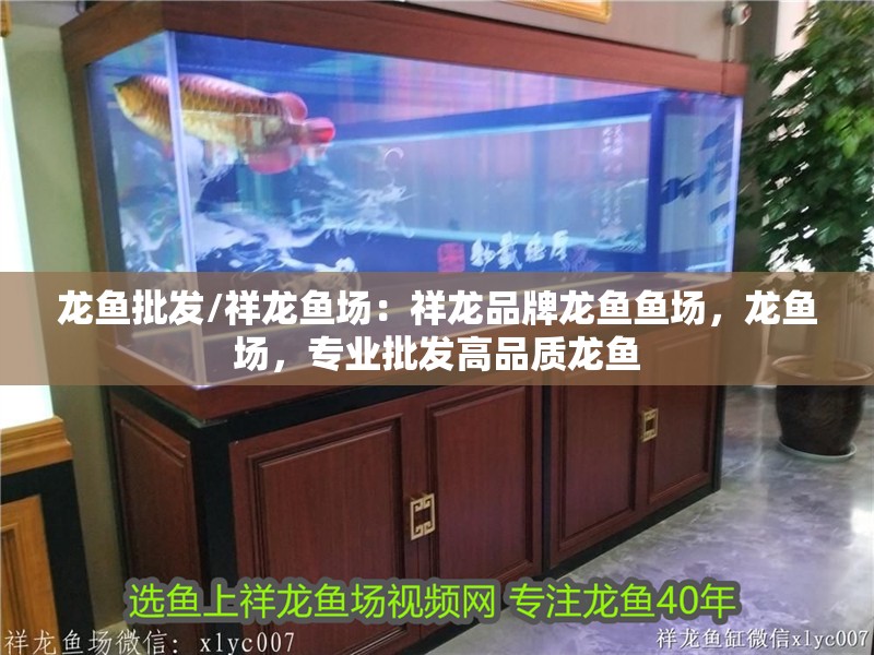 龍魚批發/祥龍魚場：祥龍品牌龍魚魚場，龍魚場，專業批發高品質龍魚