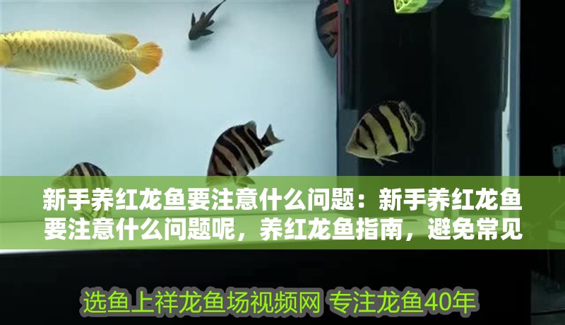 新手養紅龍魚要注意什么問題：新手養紅龍魚要注意什么問題呢，養紅龍魚指南，避免常見錯誤