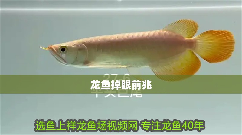 龍魚掉眼前兆