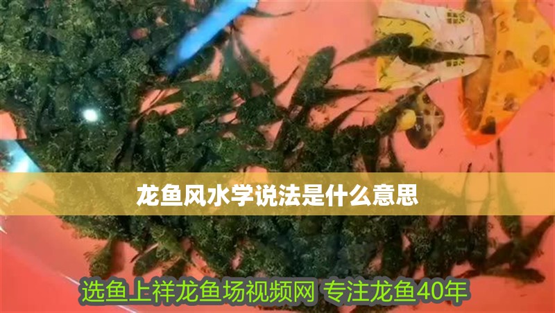 龍魚風水學說法是什么意思 龍魚風水學說法是什么意思 龍魚百科 第2張
