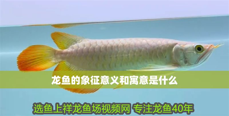龍魚的象征意義和寓意是什么 龍魚的象征意義和寓意是什么 龍魚百科 第2張