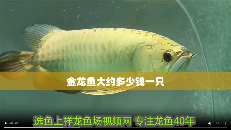 金龍魚大約多少錢一只