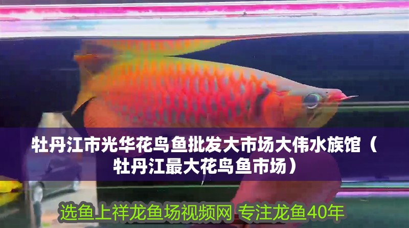 牡丹江市光華花鳥魚批發大市場大偉水族館（牡丹江最大花鳥魚市場）