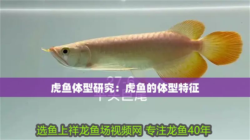 虎魚體型研究:虎魚的體型特征 虎魚百科 第2張 虎魚體型研究:虎魚的體型特征 虎魚體型研究:虎魚的體型特征 虎魚百科 第2張