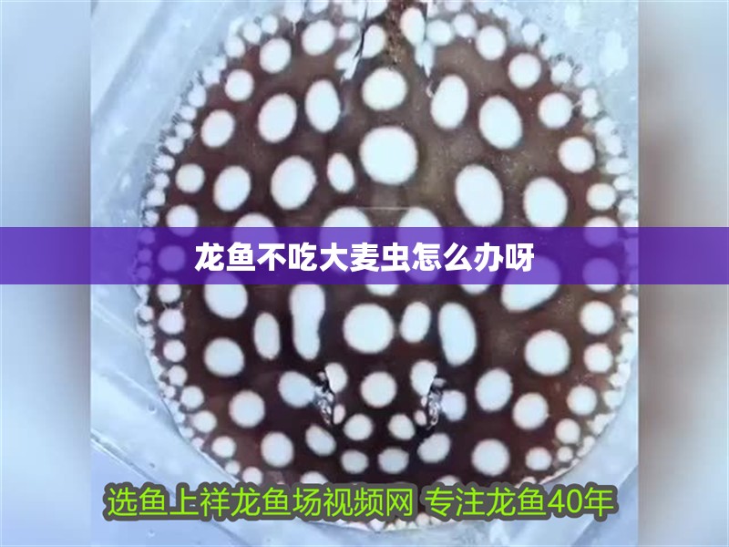 龍魚不吃大麥蟲怎么辦呀