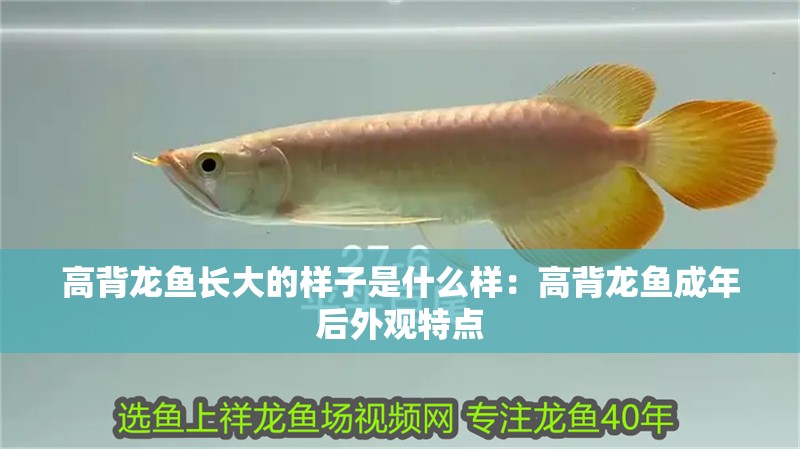 高背龍魚長大的樣子是什么樣：高背龍魚成年后外觀特點