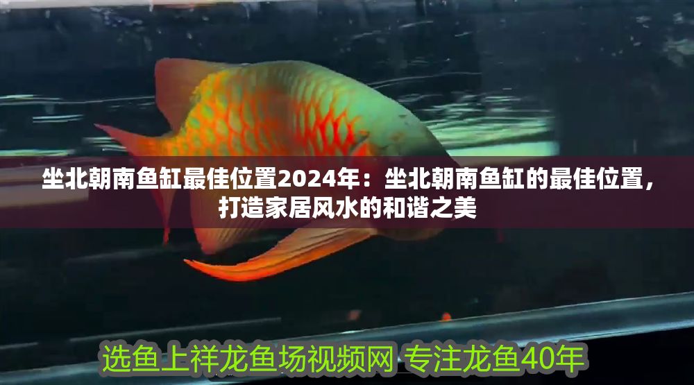 坐北朝南魚缸最佳位置2024年：坐北朝南魚缸的最佳位置，打造家居風水的和諧之美