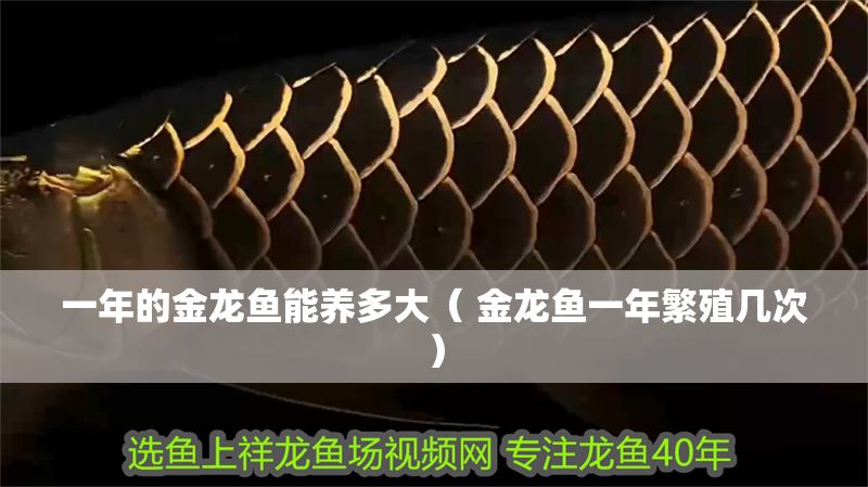 一年的金龍魚能養多大（ 金龍魚一年繁殖幾次）