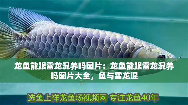 龍魚能跟雷龍混養嗎圖片：龍魚能跟雷龍混養嗎圖片大全，魚與雷龍混