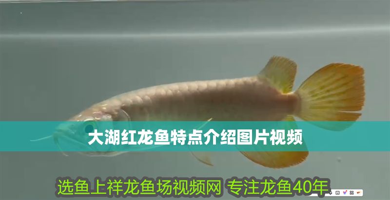 大湖紅龍魚特點介紹圖片視頻