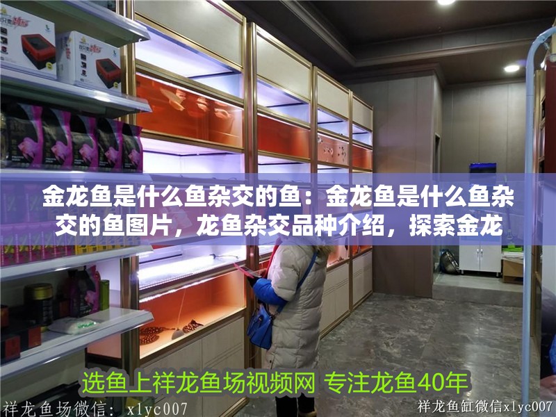 金龍魚是什么魚雜交的魚:金龍魚是什么魚雜交的魚圖片,龍魚雜交品種介紹,探索金龍 水族問答 金龍魚是什么魚雜交的魚:金龍魚是什么魚雜交的魚圖片,龍魚雜交品種介紹,探索金龍 金龍魚是什么魚雜交的魚:金龍魚是什么魚雜交的魚圖片,龍魚雜交品種介紹,探索金龍 水族問答