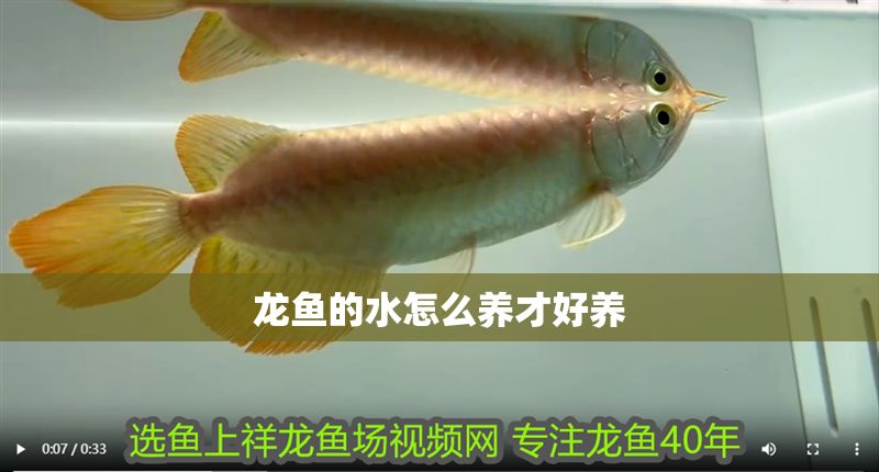 龍魚的水怎么養才好養 龍魚的水怎么養才好養 龍魚百科 第2張