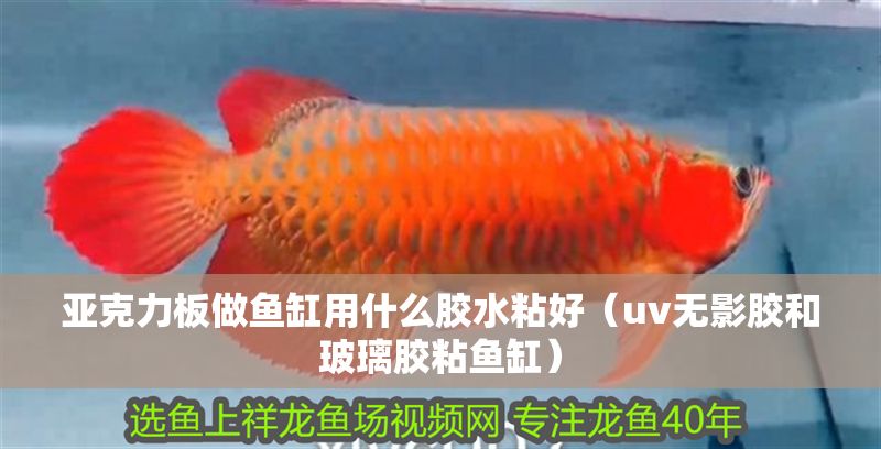 亞克力板做魚缸用什么膠水粘好（uv無影膠和玻璃膠粘魚缸） 亞克力板做魚缸用什么膠水粘好（uv無影膠和玻璃膠粘魚缸） 紅龍魚百科 第1張