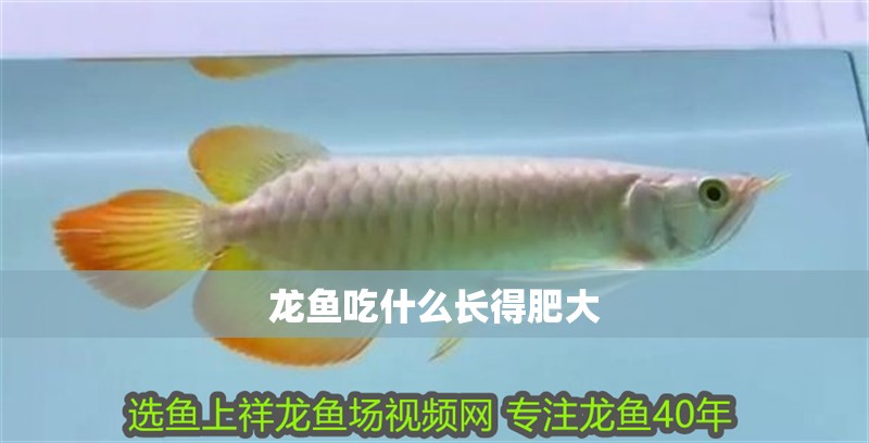 龍魚吃什么長得肥大 龍魚吃什么長得肥大 龍魚百科 第2張