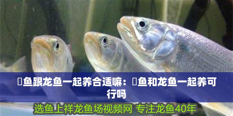 魟魚跟龍魚一起養合適嘛：魟魚和龍魚一起養可行嗎