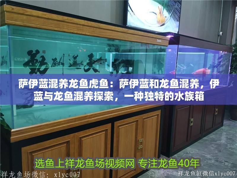 薩伊藍混養(yǎng)龍魚虎魚：薩伊藍和龍魚混養(yǎng)，伊藍與龍魚混養(yǎng)探索，一種獨特的水族箱 薩伊藍混養(yǎng)龍魚虎魚：薩伊藍和龍魚混養(yǎng)，伊藍與龍魚混養(yǎng)探索，一種獨特的水族箱 水族問答