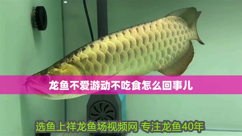 龍魚(yú)不愛(ài)游動(dòng)不吃食怎么回事兒