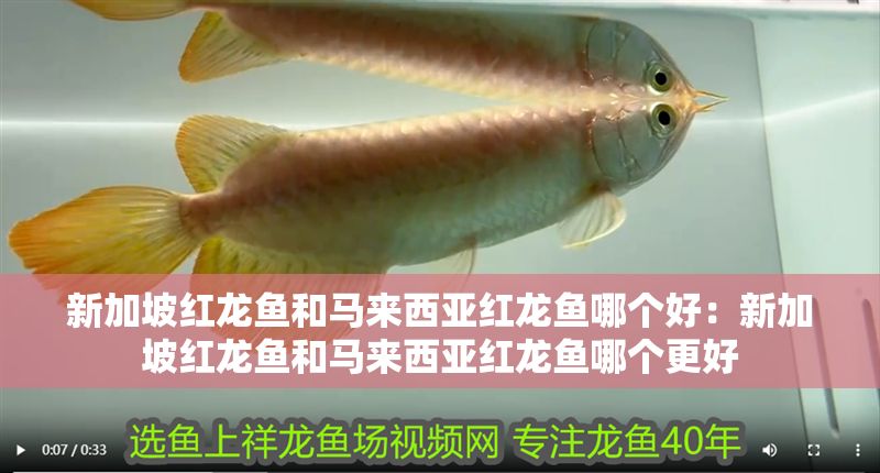 新加坡紅龍魚和馬來西亞紅龍魚哪個好:新加坡紅龍魚和馬來西亞紅龍魚哪個更好