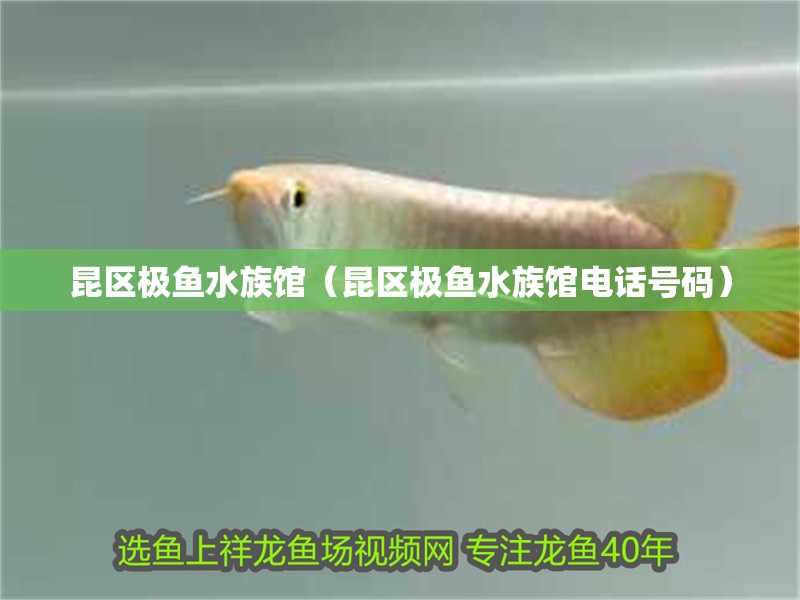 昆區(qū)極魚(yú)水族館（昆區(qū)極魚(yú)水族館電話號(hào)碼）