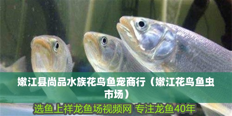 嫩江縣尚品水族花鳥魚寵商行（嫩江花鳥魚蟲市場）